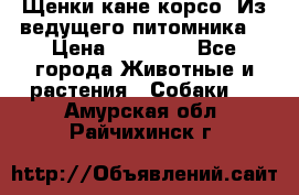 Щенки кане корсо! Из ведущего питомника! › Цена ­ 60 000 - Все города Животные и растения » Собаки   . Амурская обл.,Райчихинск г.